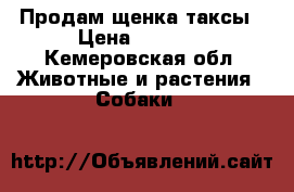 Продам щенка таксы › Цена ­ 2 000 - Кемеровская обл. Животные и растения » Собаки   